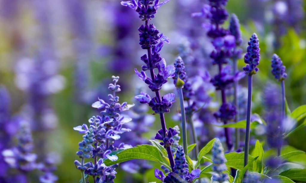 lavanda