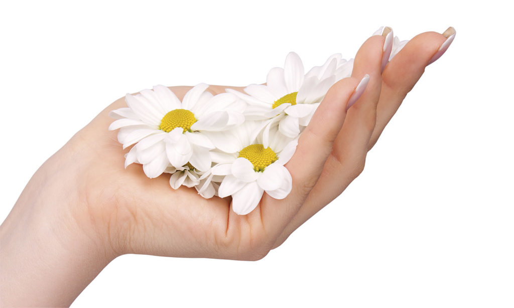 mano-margherita