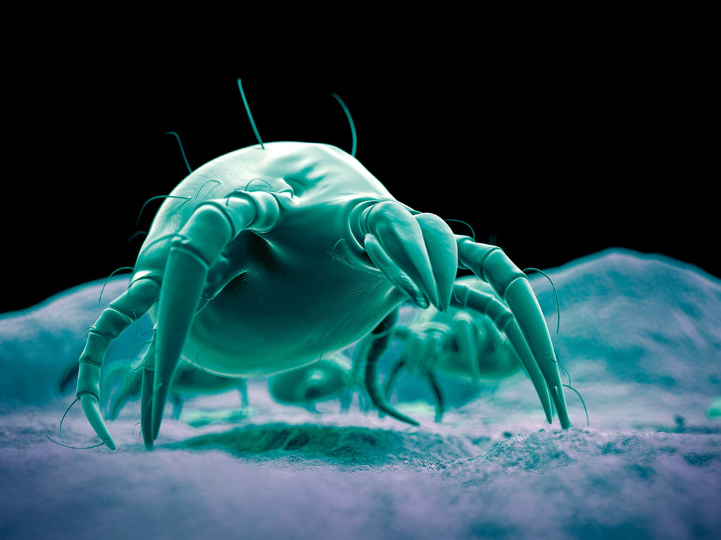 acari-bi-ome acari-bi-ome