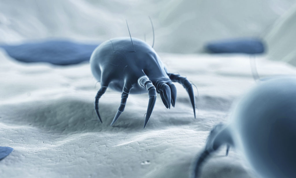 acaro-medical-breeze