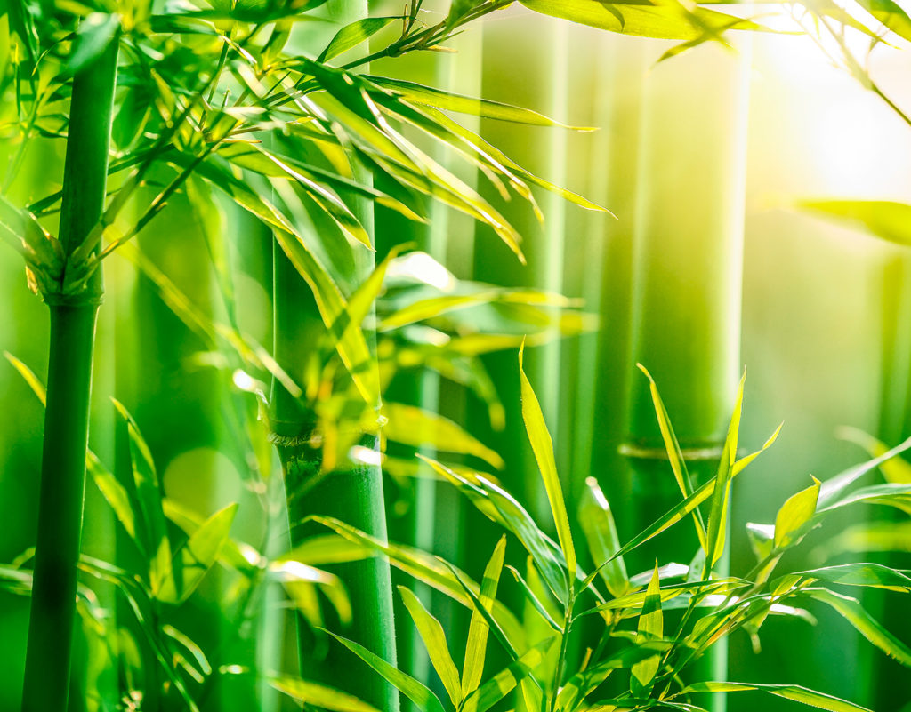 foglie-bamboo